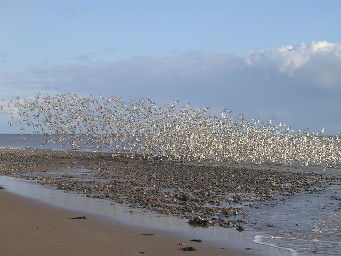 Bird flight